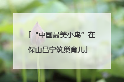 “中国最美小鸟”在保山昌宁筑巢育儿