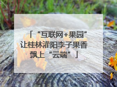 “互联网+果园”让桂林灌阳李子果香飘上“云端”