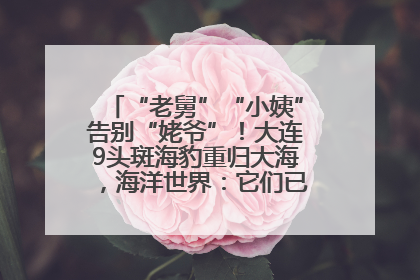 “老舅”“小姨”告别“姥爷”！大连9头斑海豹重归大海，海洋世界：它们已具备野外生存能力