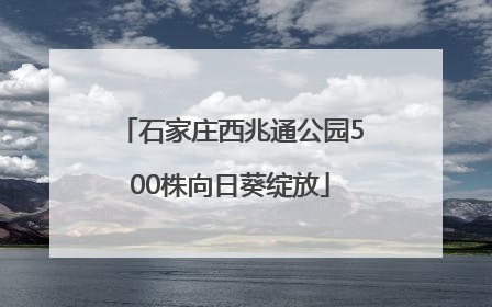 石家庄西兆通公园500株向日葵绽放