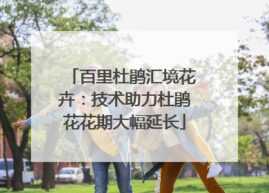 百里杜鹃汇境花卉：技术助力杜鹃花花期大幅延长