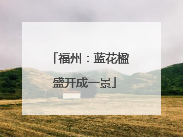 福州：蓝花楹盛开成一景