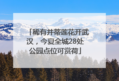 稀有并蒂莲花开武汉，今夏全城28处公园点位可赏荷