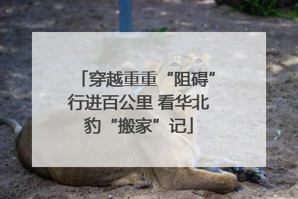 穿越重重“阻碍”行进百公里 看华北豹“搬家”记
