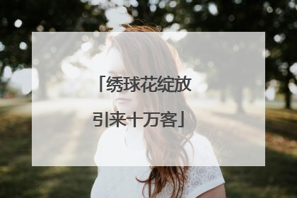 绣球花绽放 引来十万客