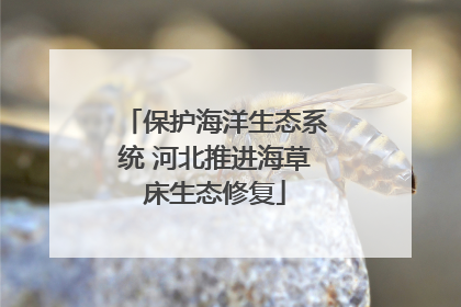 保护海洋生态系统 河北推进海草床生态修复