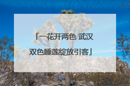 一花开两色 武汉双色睡莲绽放引客