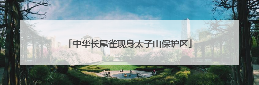 中华长尾雀现身太子山保护区