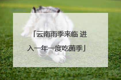 云南雨季来临 进入一年一度吃菌季