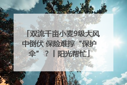 双流千亩小麦9级大风中倒伏 保险难撑“保护伞”？丨阳光帮忙