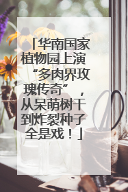 华南国家植物园上演“多肉界玫瑰传奇”，从呆萌树干到炸裂种子全是戏！