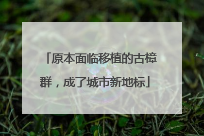 原本面临移植的古樟群，成了城市新地标