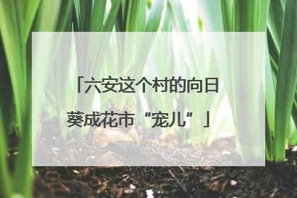 六安这个村的向日葵成花市“宠儿”