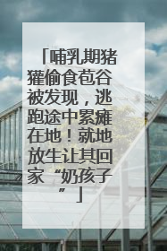 哺乳期猪獾偷食苞谷被发现，逃跑途中累瘫在地！就地放生让其回家“奶孩子”
