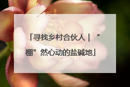 寻找乡村合伙人｜“棚”然心动的盐碱地