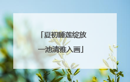 夏初睡莲绽放 一池清雅入画
