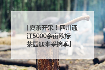 夏茶开采！四川通江5000余亩欧标茶园迎来采摘季