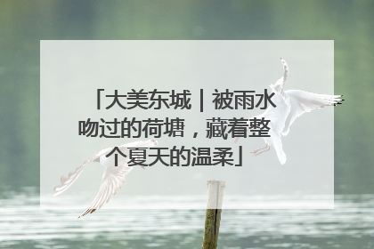 大美东城｜被雨水吻过的荷塘，藏着整个夏天的温柔