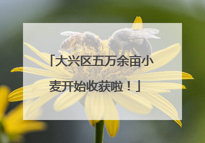 大兴区五万余亩小麦开始收获啦！