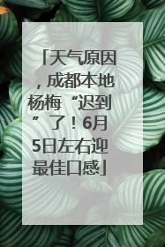 天气原因，成都本地杨梅“迟到”了！6月5日左右迎最佳口感