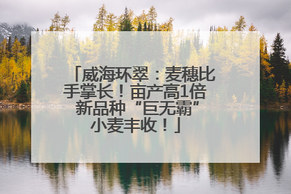 威海环翠：麦穗比手掌长！亩产高1倍 新品种“巨无霸”小麦丰收！