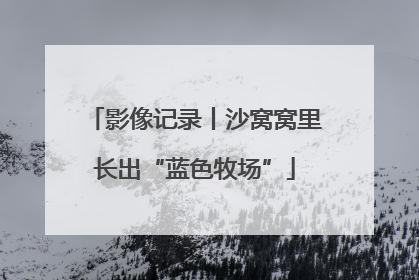 影像记录丨沙窝窝里长出“蓝色牧场”
