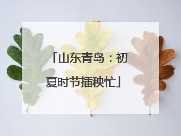 山东青岛：初夏时节插秧忙