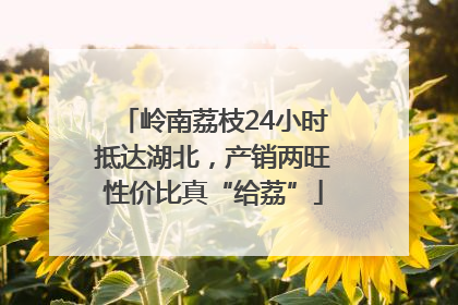 岭南荔枝24小时抵达湖北，产销两旺性价比真“给荔”