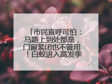 市民直呼可怕：马路上到处都是，门窗紧闭也不管用！白蚁进入高发季，但尚未达顶峰