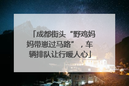 成都街头“野鸡妈妈带崽过马路”，车辆排队让行暖人心