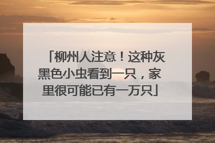 柳州人注意！这种灰黑色小虫看到一只，家里很可能已有一万只