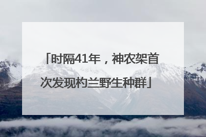 时隔41年，神农架首次发现杓兰野生种群