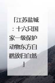江苏盐城：十六只国家一级保护动物东方白鹳放归自然