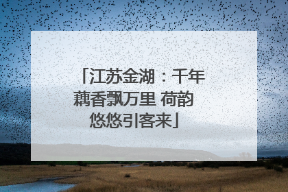江苏金湖：千年藕香飘万里 荷韵悠悠引客来