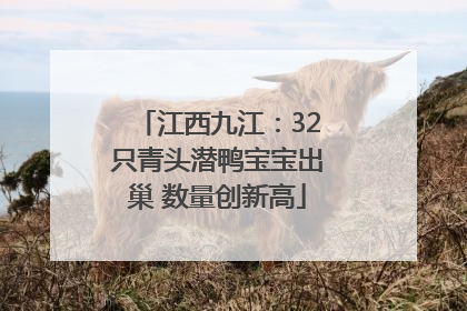 江西九江：32只青头潜鸭宝宝出巢 数量创新高