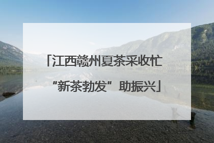 江西赣州夏茶采收忙 “新茶勃发”助振兴