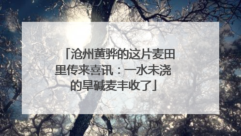 沧州黄骅的这片麦田里传来喜讯：一水未浇的旱碱麦丰收了
