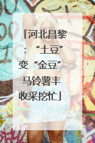 河北昌黎：“土豆”变“金豆” 马铃薯丰收采挖忙