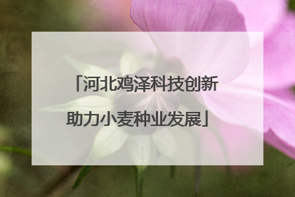 河北鸡泽科技创新助力小麦种业发展