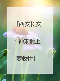 西安长安：神禾塬上麦收忙