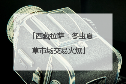 西藏拉萨：冬虫夏草市场交易火爆