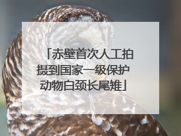 赤壁首次人工拍摄到国家一级保护动物白颈长尾雉