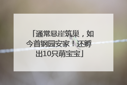 通常悬崖筑巢，如今首钢园安家！还孵出10只萌宝宝