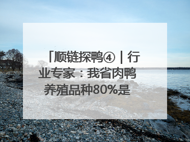 顺链探鸭④｜行业专家：我省肉鸭养殖品种80%是樱桃谷鸭