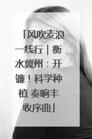 风吹麦浪一线行｜衡水冀州：开镰！科学种植 奏响丰收序曲