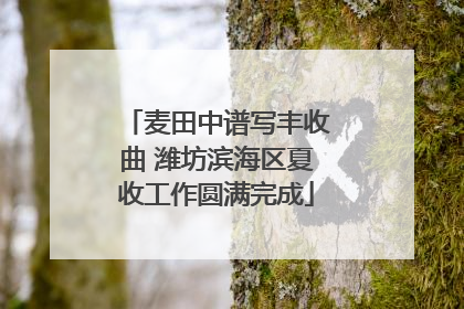 麦田中谱写丰收曲 潍坊滨海区夏收工作圆满完成