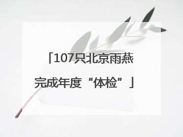 107只北京雨燕完成年度“体检”